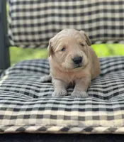 Light pink girl, a female Golden Retriever for sale in Bradford, TN – Photo 1 of 3