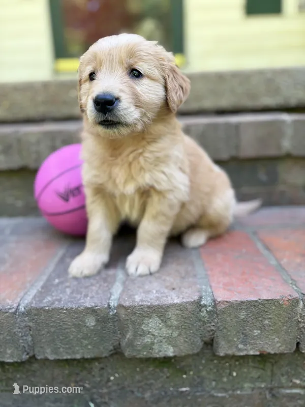 Light pink girl – Golden Retriever puppy for sale in Bradford, TN