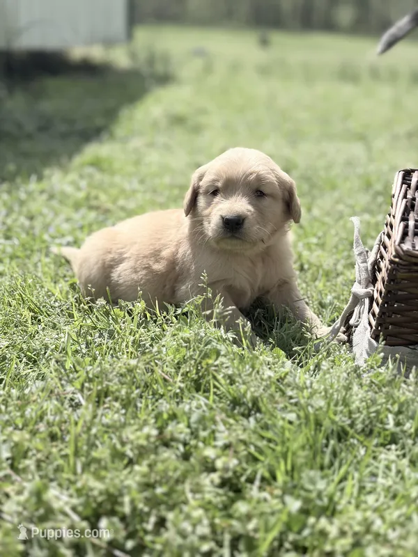 Light pink girl – Golden Retriever puppy for sale in Bradford, TN