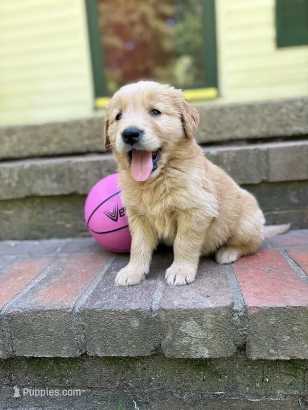 No collar male – Golden Retriever puppy for sale in Bradford, TN