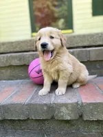 No collar male, a male Golden Retriever for sale in Bradford, TN – Photo 1 of 4