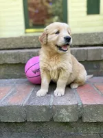 No collar male, a male Golden Retriever for sale in Bradford, TN – Photo 2 of 4
