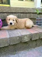 No collar male, a male Golden Retriever for sale in Bradford, TN – Photo 4 of 4