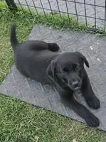Axel, a male Australian Shepherd and Labrador Retriever for sale in Vermont, VT – Photo 3 of 3