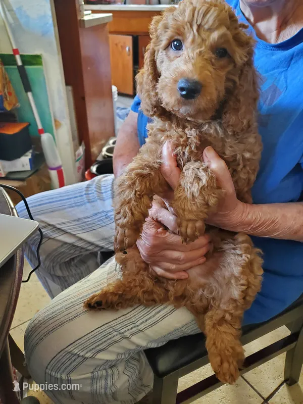 Donatello – Poodle - Miniature  puppy for sale in Los Angeles, CA