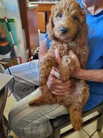 Donatello, a female Poodle - Miniature  for sale in Los Angeles, CA – 1 of 4