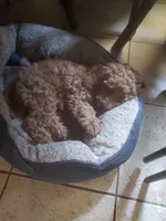 Donatello, a female Poodle - Miniature  for sale in Los Angeles, CA – 2 of 4