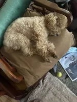 Archie, a male Poodle - Miniature  for sale in Los Angeles, CA – 3 of 3