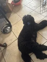 Ruby, a male Poodle - Miniature  for sale in Los Angeles, CA – 3 of 4