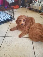 Donatello, a female Poodle - Miniature  for sale in Los Angeles, CA – 3 of 4