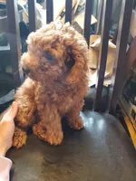 Ruby, a male Poodle - Miniature  for sale in Los Angeles, CA – 1 of 4