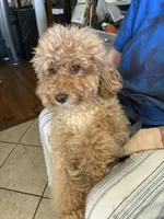 Archie, a male Poodle - Miniature  for sale in Los Angeles, CA – 1 of 3