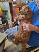 Donatello, a female Poodle - Miniature  for sale in Los Angeles, CA – 4 of 4