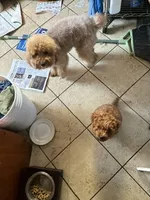 Archie, a male Poodle - Miniature  for sale in Los Angeles, CA – 2 of 3