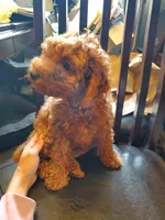 Ruby, a male Poodle - Miniature  for sale in Los Angeles, CA – 2 of 4