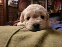 Not named , a male Maltipoo and Cocker Spaniel for sale in San Leandro, CA – Photo 2 of 2