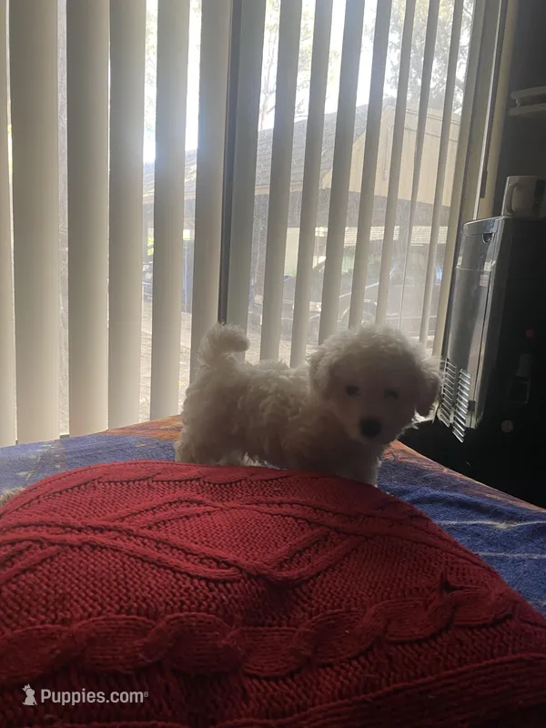 Not named  – Maltipoo, Cocker Spaniel puppy for sale in San Leandro, CA