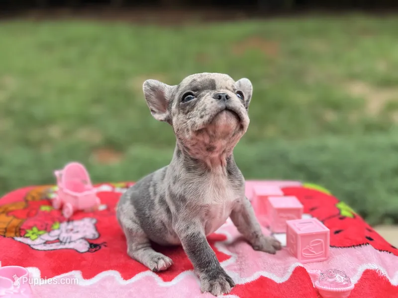 Klelia  – French Bulldog puppy for sale in Orange City, FL