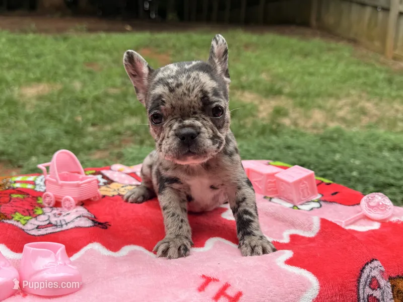 Mable Lu – French Bulldog puppy for sale in Orange City, FL