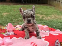 Mable Lu, a female French Bulldog for sale in Orange City, FL – 1 of 1