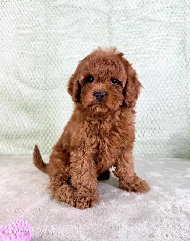 Brownie – Cavapoo puppy for sale in Indianapolis, IN