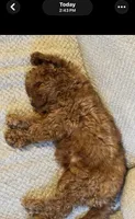 Brownie, a female Cavapoo for sale in Indianapolis, IN – Photo 2 of 3