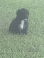 Charlie, a male Aussiedoodle for sale in Diboll, TX – 6 of 6