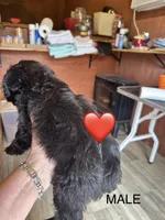 Charlie, a male Aussiedoodle for sale in Diboll, TX – Photo 2 of 3