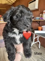 Charlie, a male Aussiedoodle for sale in Diboll, TX – Photo 3 of 3