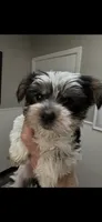 Buster, a male Yorkshire Terrier for sale in Diboll, TX – 2 of 4