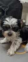 Buster, a male Yorkshire Terrier for sale in Diboll, TX – 3 of 4
