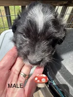 Bob, a male Aussiedoodle for sale in Diboll, TX – Photo 2 of 3