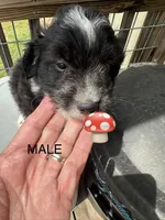 Bob, a male Aussiedoodle for sale in Diboll, TX – Photo 3 of 3