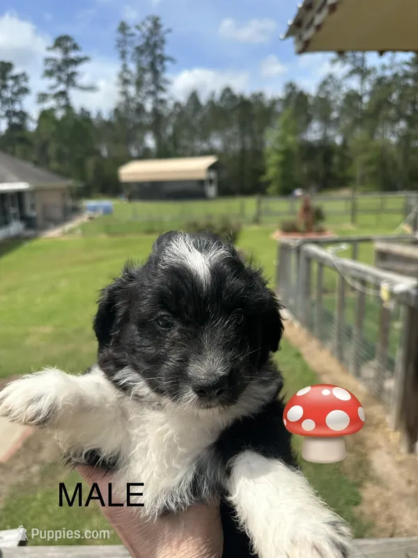 Bob – Aussiedoodle puppy for sale in Diboll, TX
