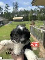 Bob, a male Aussiedoodle for sale in Diboll, TX – Photo 1 of 3