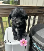 Cindy, a female Aussiedoodle for sale in Diboll, TX – Photo 2 of 3