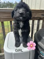 Cindy, a female Aussiedoodle for sale in Diboll, TX – Photo 3 of 3