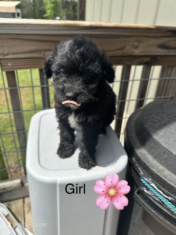 Cindy – Aussiedoodle puppy for sale in Diboll, TX