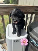 Cindy, a female Aussiedoodle for sale in Diboll, TX – Photo 1 of 3