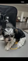Buster, a male Yorkshire Terrier for sale in Diboll, TX – 4 of 4