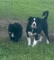Charlie, a male Aussiedoodle for sale in Diboll, TX – 5 of 6