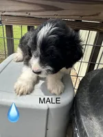 Tony, a male Aussiedoodle for sale in Diboll, TX – Photo 4 of 6