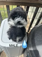 Tony, a male Aussiedoodle for sale in Diboll, TX – Photo 2 of 6