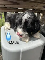 Tony, a male Aussiedoodle for sale in Diboll, TX – Photo 5 of 6