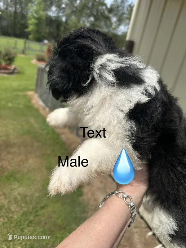 Tony – Aussiedoodle puppy for sale in Diboll, TX