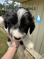 Tony, a male Aussiedoodle for sale in Diboll, TX – Photo 3 of 6
