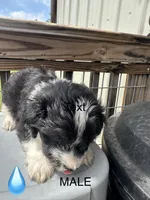 Tony, a male Aussiedoodle for sale in Diboll, TX – Photo 6 of 6