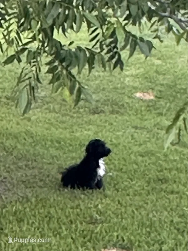 Charlie – Aussiedoodle puppy for sale in Diboll, TX