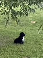 Charlie, a male Aussiedoodle for sale in Diboll, TX – 1 of 6