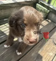 Rosie, a female Aussiedoodle for sale in Diboll, TX – Photo 3 of 3